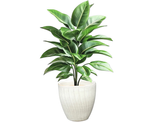 Pokojová rostlina v květináči