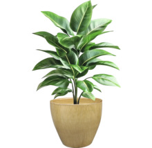 Pokojová rostlina v květináči