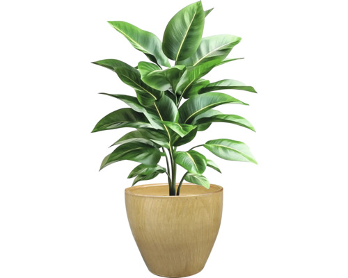 Pokojová rostlina v květináči