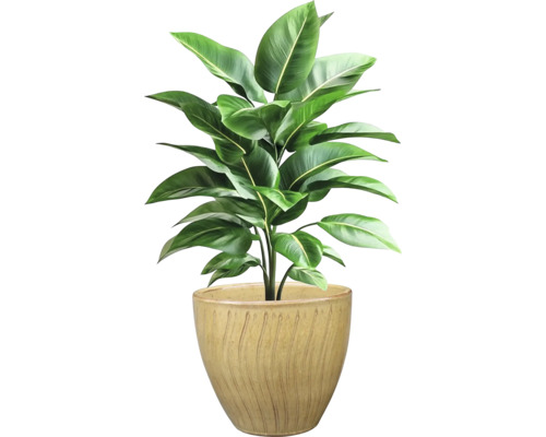 Pokojová rostlina v květináči