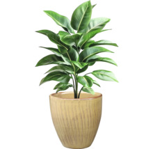 Pokojová rostlina se zelenými listy v květináči