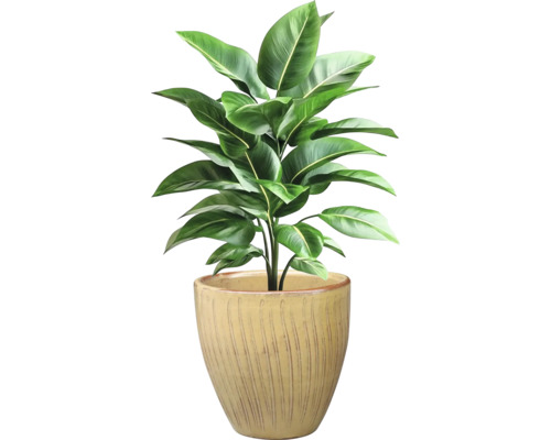 Pokojová rostlina se zelenými listy v květináči