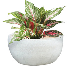 Čínský rákos v květináči jako pokojová rostlina