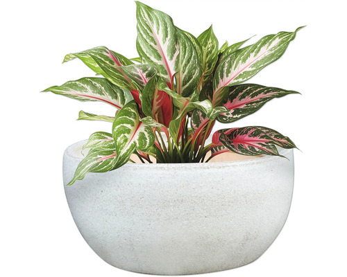 Čínský rákos v květináči jako pokojová rostlina