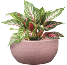 Aglaonema pokojová rostlina v květináči