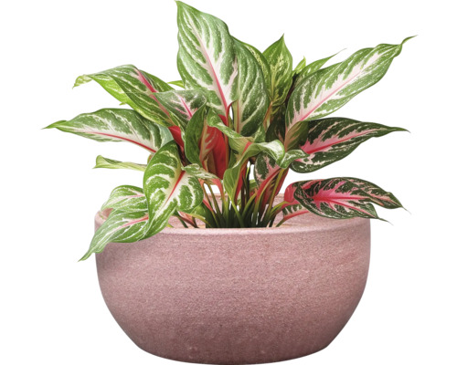 Aglaonema pokojová rostlina v květináči