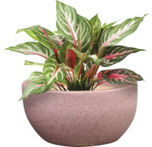 Čínský rákos v květináči