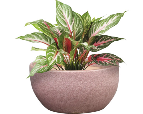 Čínský rákos v květináči