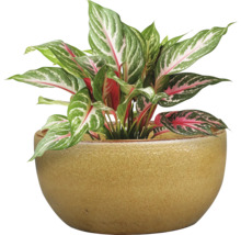 Čínský rákos v keramickém květináči jako pokojová rostlina