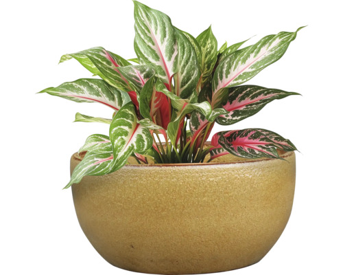 Čínský rákos v keramickém květináči jako pokojová rostlina