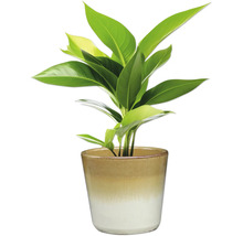 Pokojová rostlina v květináči