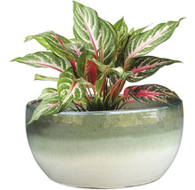 Čínský rákos v květináči