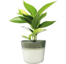 Pokojová rostlina v květináči