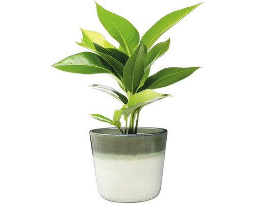 Pokojová rostlina v květináči