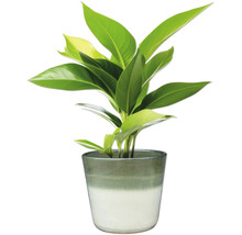 Pokojová rostlina v květináči