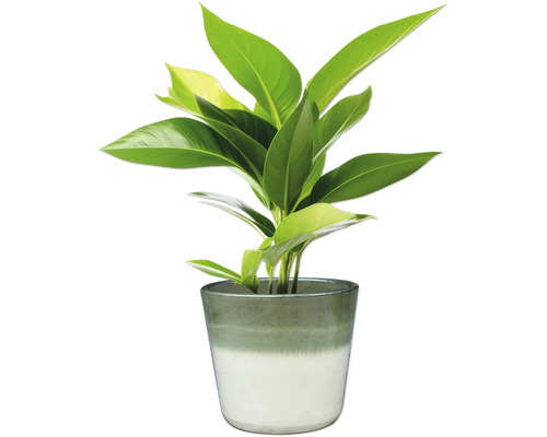 Pokojová rostlina v květináči