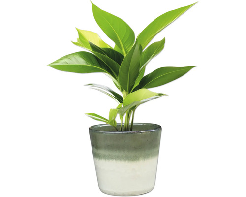 Pokojová rostlina v květináči