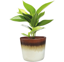 Pokojová rostlina v květináči