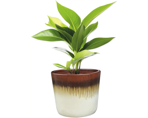 Pokojová rostlina v květináči