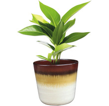 Pokojová rostlina v dekorativním květináči