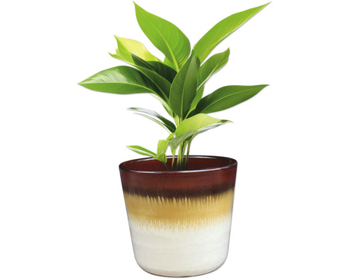 Pokojová rostlina v dekorativním květináči