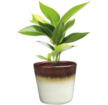 Pokojová rostlina v květináči