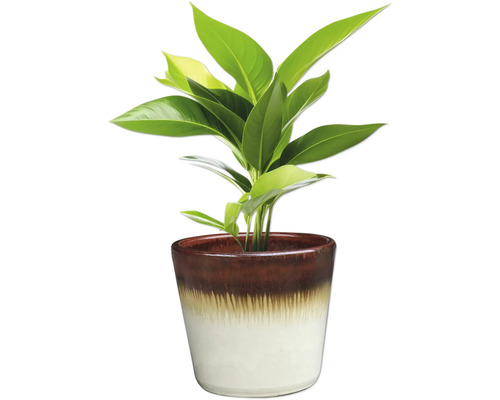 Pokojová rostlina v květináči