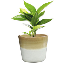 Pokojová rostlina v květináči