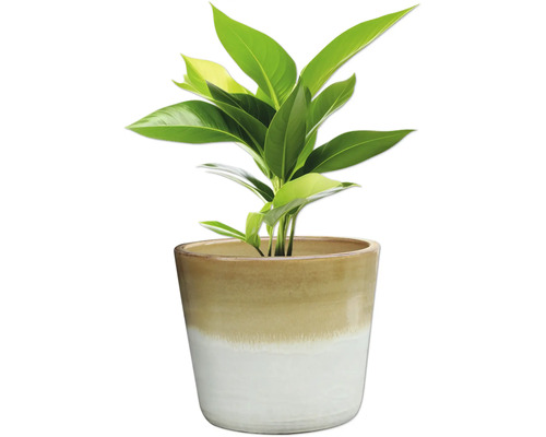 Pokojová rostlina v květináči