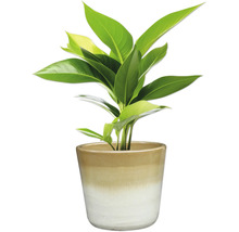 Pokojová rostlina v keramickém květináči