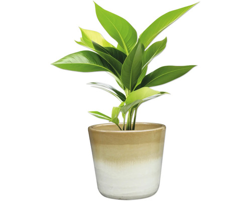 Pokojová rostlina v keramickém květináči