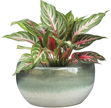 Čínský rákos v květináči