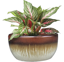 Čínská stálezelená rostlina v ozdobném květináči