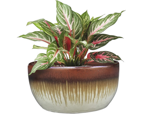 Čínská stálezelená rostlina v ozdobném květináči