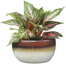 Čínský rákos v květináči