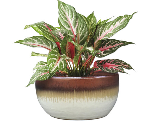 Čínský rákos v květináči