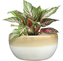 Aglaonema pokojová rostlina v květináči