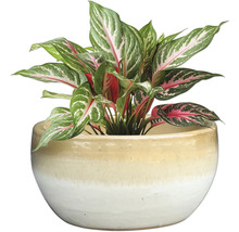 Aglaonema pokojová rostlina v květináči