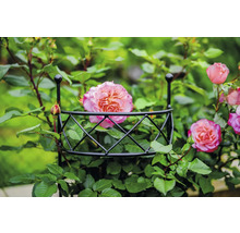 Růže rostoucí na podpěře pro popínavé rostliny.