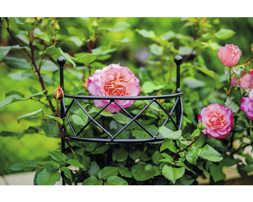 Růže rostoucí na podpěře pro popínavé rostliny.