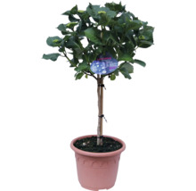 Hortenzie jako stromek v květináči