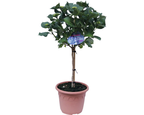 Hortenzie jako stromek v květináči