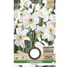 Balení 5 Narcissus recurvus, narcisů bílých