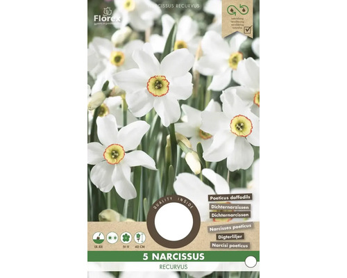Balení 5 Narcissus recurvus, narcisů bílých