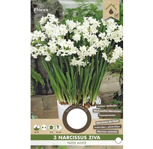 Narcisy Ziva Paper White v květináči pro vnitřní použití