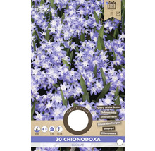 Balení 30 Chionodoxa Luciliae, známé jako ladoňka