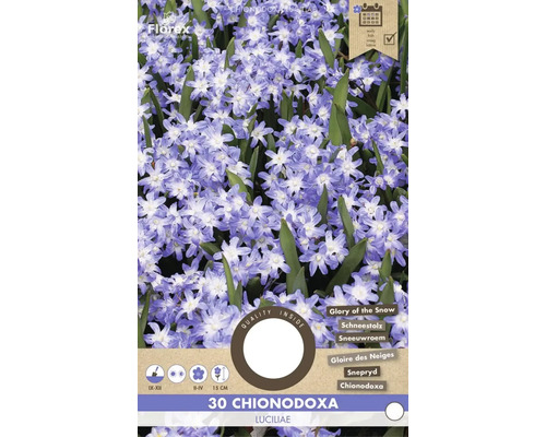 Balení 30 Chionodoxa Luciliae, známé jako ladoňka