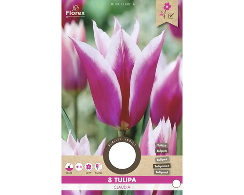 Tulipán Claudia, balení osmi cibulí