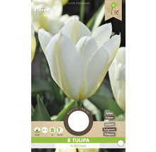 Balení 8 cibulí tulipánu Tulipa Purissima