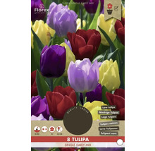 Balení 8 kusů rané směsi tulipánů